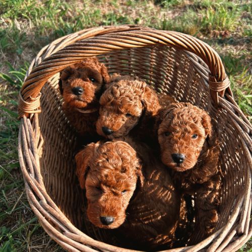 Chiots mâles caniche nain fauve rouge et orangé #6