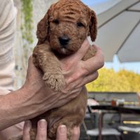 Chiots mâles caniche nain fauve rouge et orangé