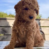Chiots mâles caniche nain fauve rouge et orangé