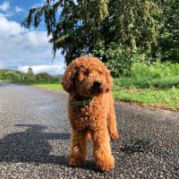 Chiots mâles caniche nain fauve rouge et orangé