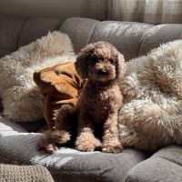 Chiots mâles caniche nain fauve rouge et orangé #2