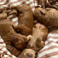 Chiots mâles caniche nain fauve rouge et orangé #4