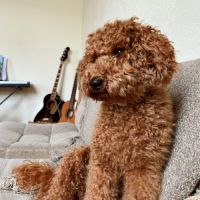 Chiots mâles caniche nain fauve rouge et orangé #5