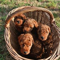 Chiots mâles caniche nain fauve rouge et orangé #6