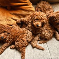 Chiots mâles caniche nain fauve rouge et orangé #7