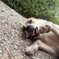 Baloo grand cœur sur pattes