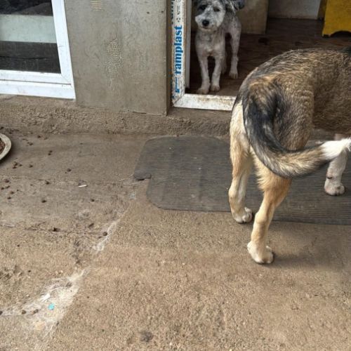 Milou petit chien #4