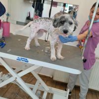 Milou petit chien #2