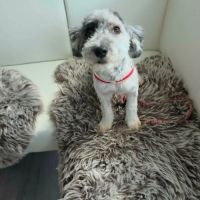 Milou petit chien #3