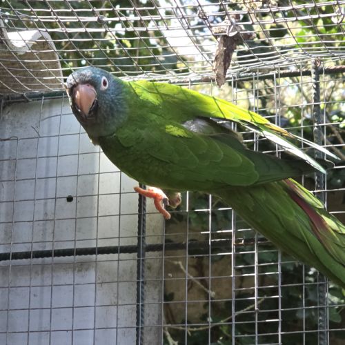 Couple reproducteur conure tête bleue #1