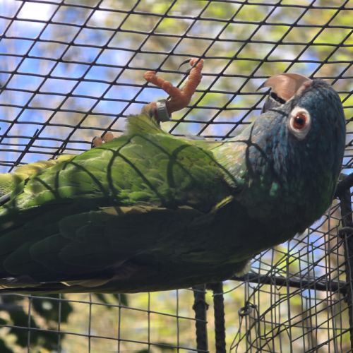 Couple reproducteur conure tête bleue