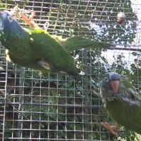 Couple reproducteur conure tête bleue #2