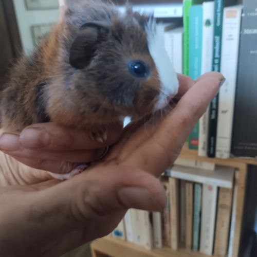 Un mâle (1 m) et une femelle (9 m) à adopter