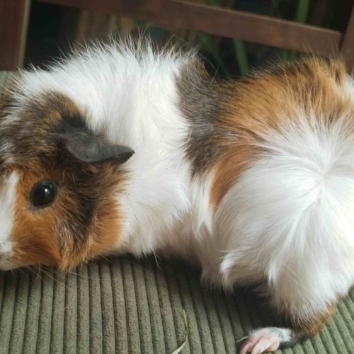 Un mâle (1 m) et une femelle (9 m) à adopter #2