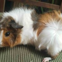Un mâle (1 m) et une femelle (9 m) à adopter #2