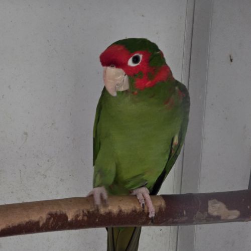 Lot conures mitrés #2