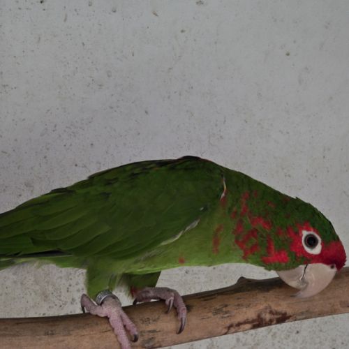 Lot conures mitrés #3