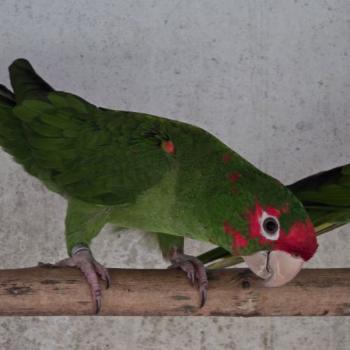 Lot conures mitrés #4