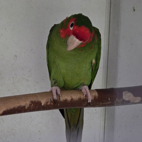 Lot conures mitrés #5