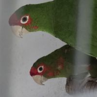 Lot conures mitrés