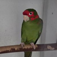 Lot conures mitrés #2