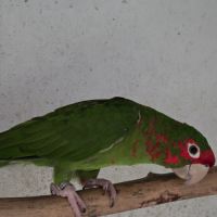Lot conures mitrés #3