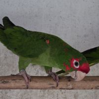 Lot conures mitrés #4