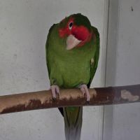 Lot conures mitrés #5
