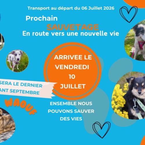 🐾 aidez-nous à sauver des animaux abandonnés ! ❤️