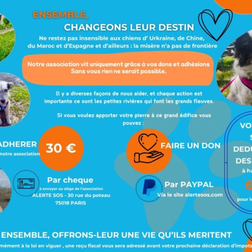 🐾 aidez-nous à sauver des animaux abandonnés ! ❤️ #2