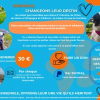 🐾 aidez-nous à sauver des animaux abandonnés ! ❤️ #2