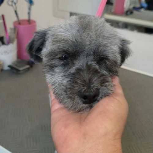 Wendy petite chienne #5