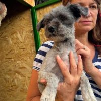 Wendy petite chienne #4