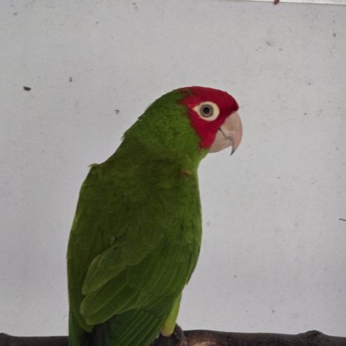 Male conure à tête rouge #1