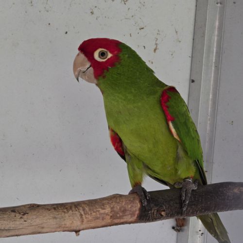 Male conure à tête rouge #2