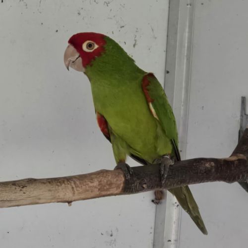 Male conure à tête rouge