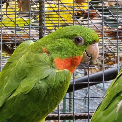 Male conure à gorge rouge #2