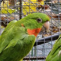 Male conure à gorge rouge #2