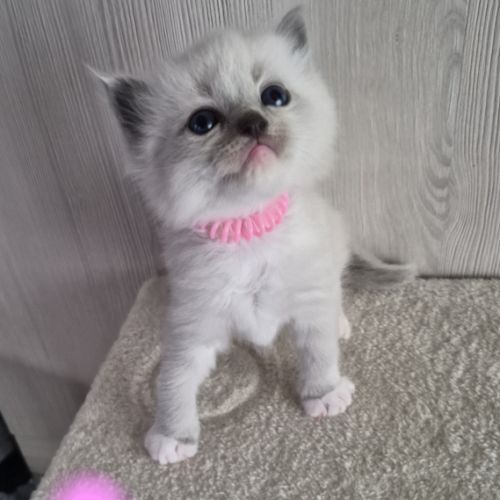 Chatons ragdool loof a réserver #0