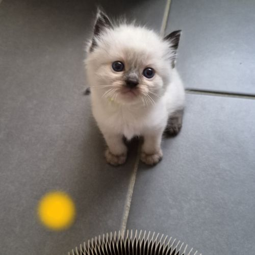 Chatons ragdool loof a réserver #2
