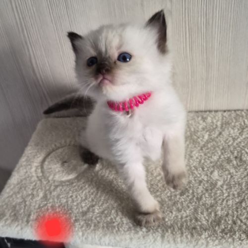 Chatons ragdool loof a réserver #3