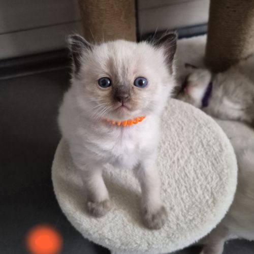 Chatons ragdool loof a réserver #4