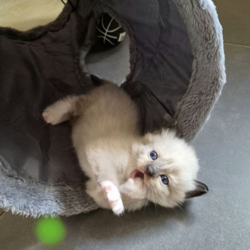 Chatons ragdool loof a réserver #5