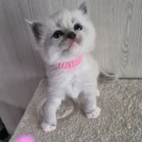 Chatons ragdool loof a réserver