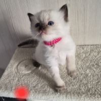Chatons ragdool loof a réserver #3