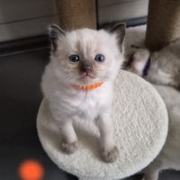 Chatons ragdool loof a réserver #4