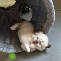 Chatons ragdool loof a réserver #5