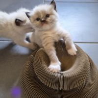 Chatons ragdool loof a réserver #6