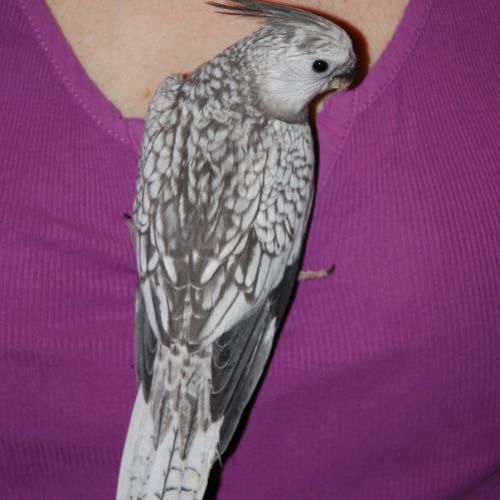 Calopsittes eam males