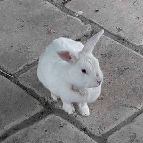 Lapine à donner #0